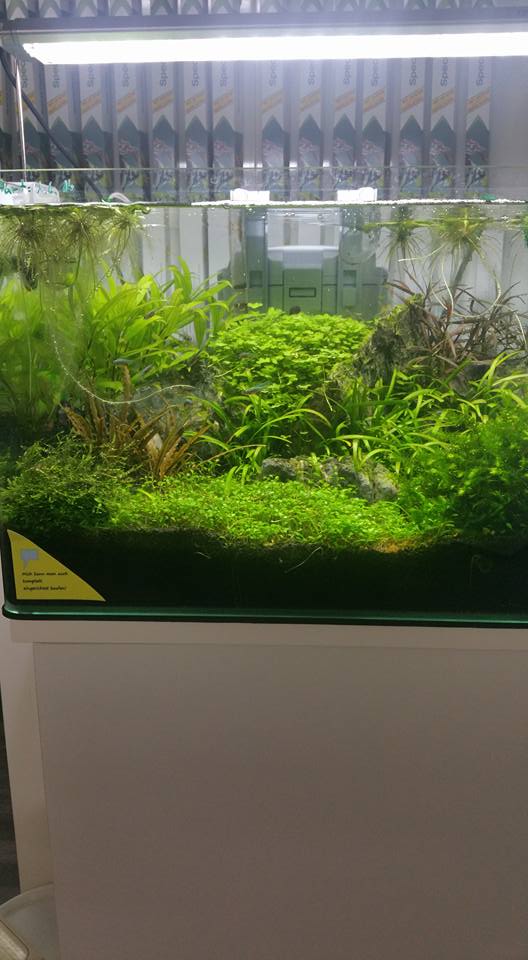 Tropische Zierfische im Showroom