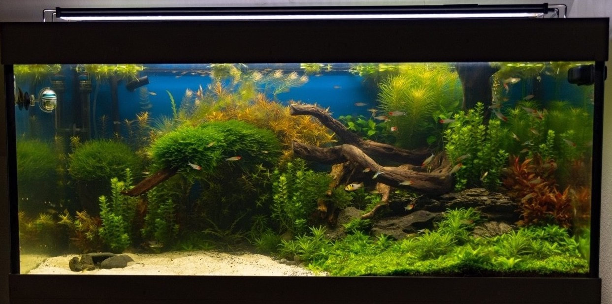 Aquarienpflege und Wartung