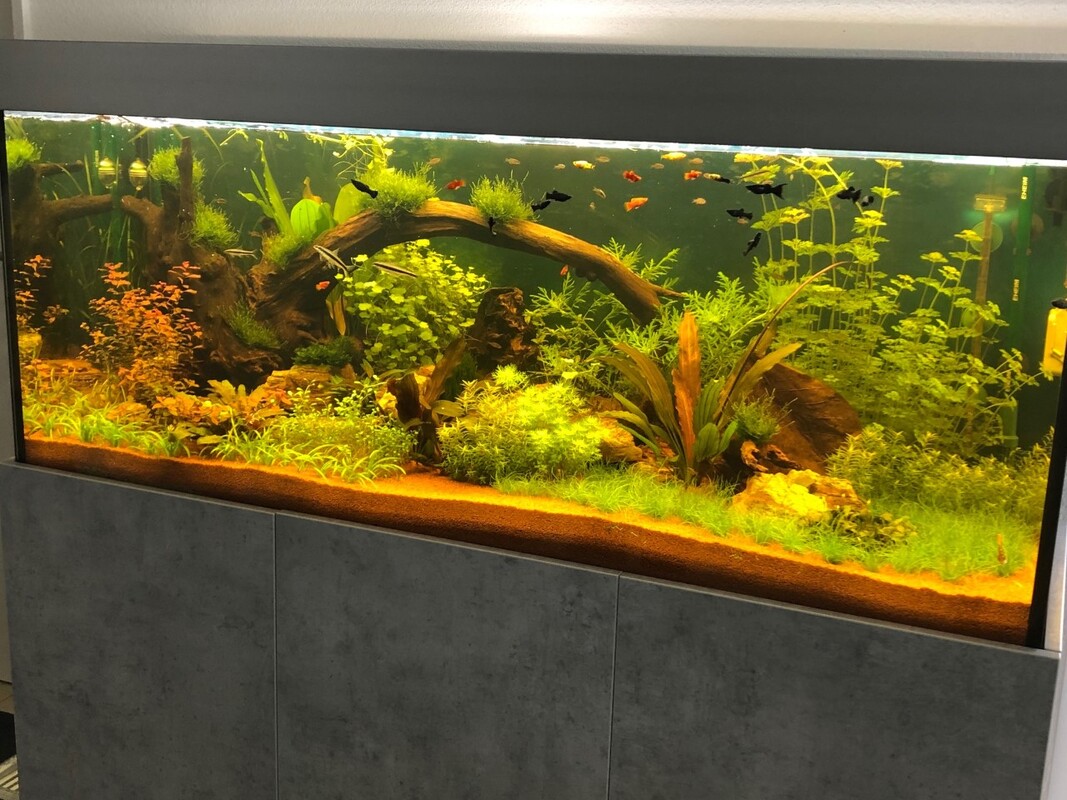 Individuelle Aquarien-Bepflanzung