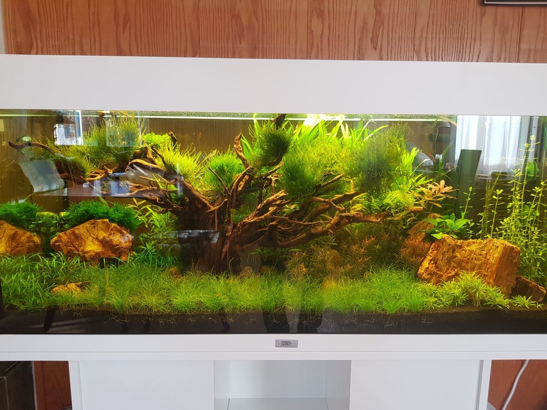 Aquarien-Beratung für Unternehmen