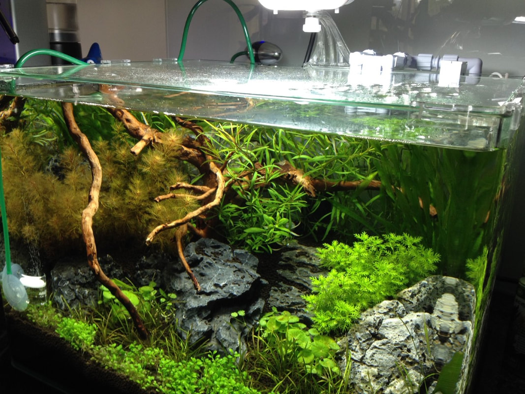 Aquarienprojekt für Restaurant