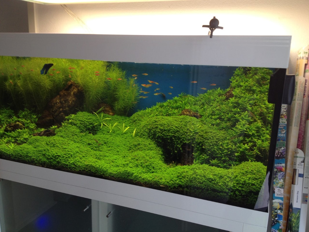 Massanfertigung Wandaquarium