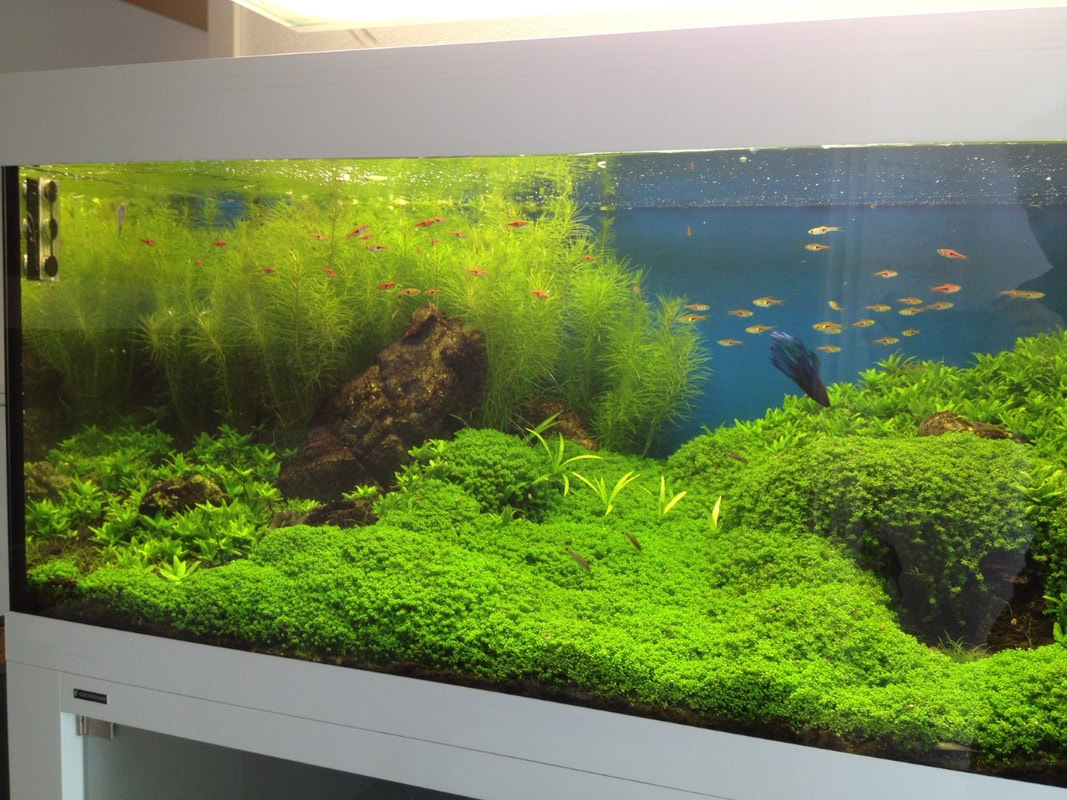 Tropisches Aquarium Bürogebäude