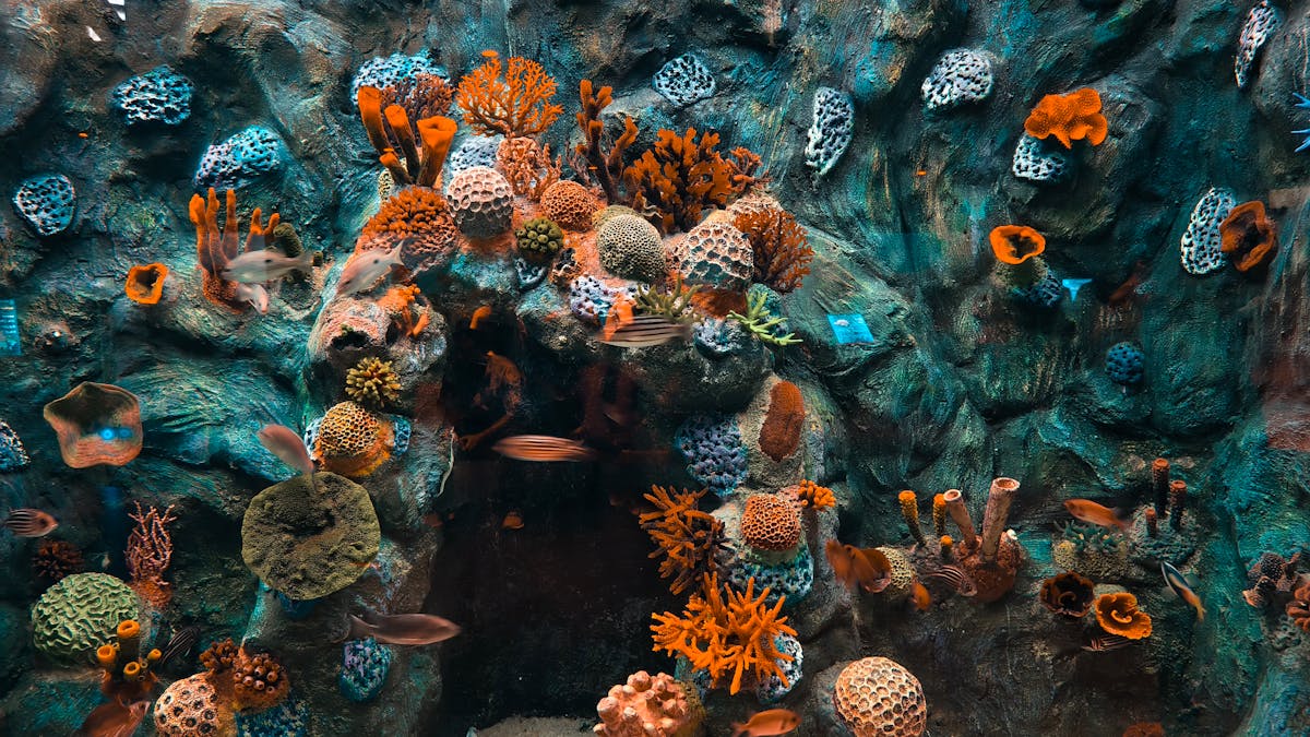 Lebendiges Korallenriff-Aquarium