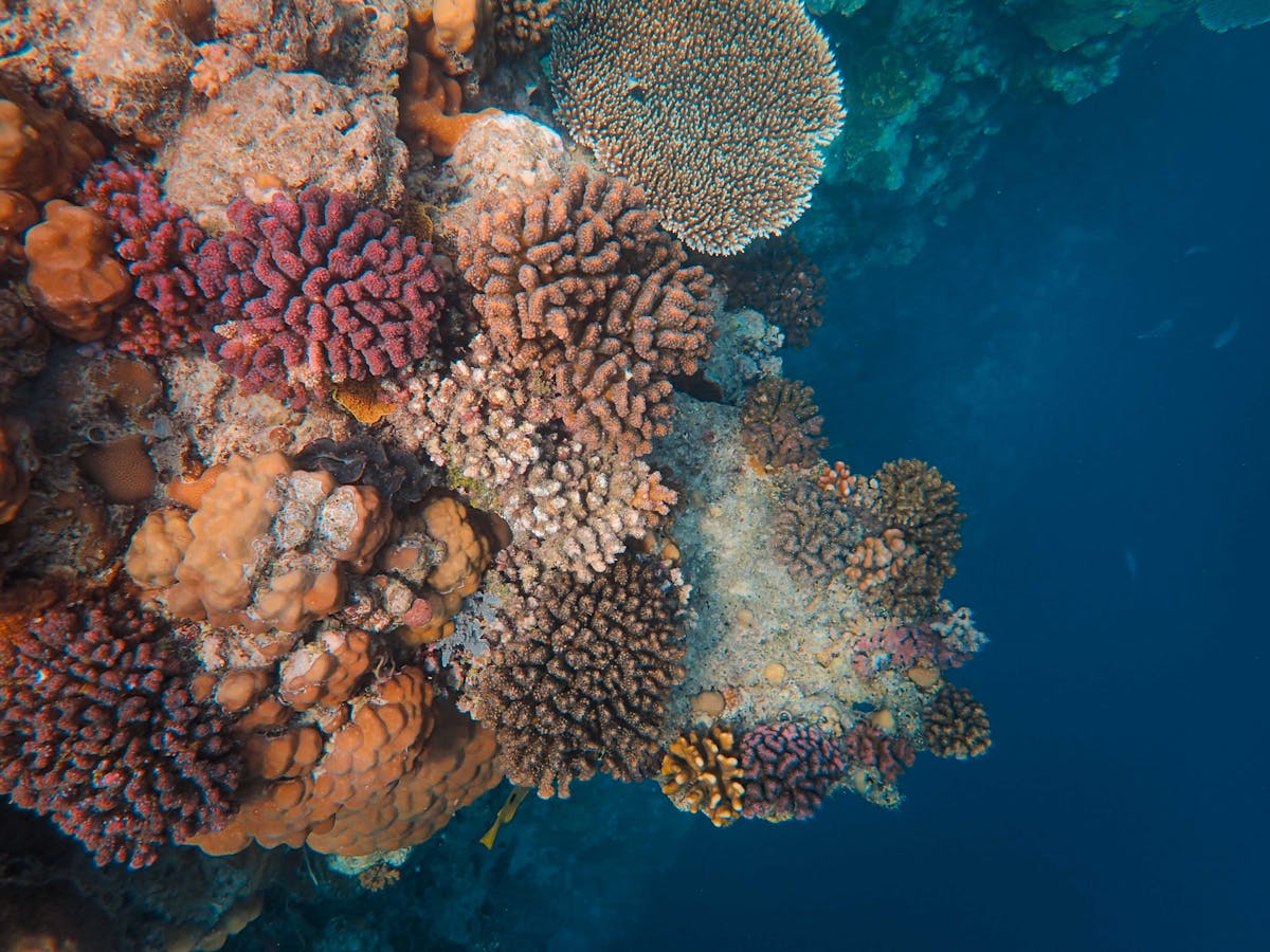 Korallenlandschaft Aquascaping