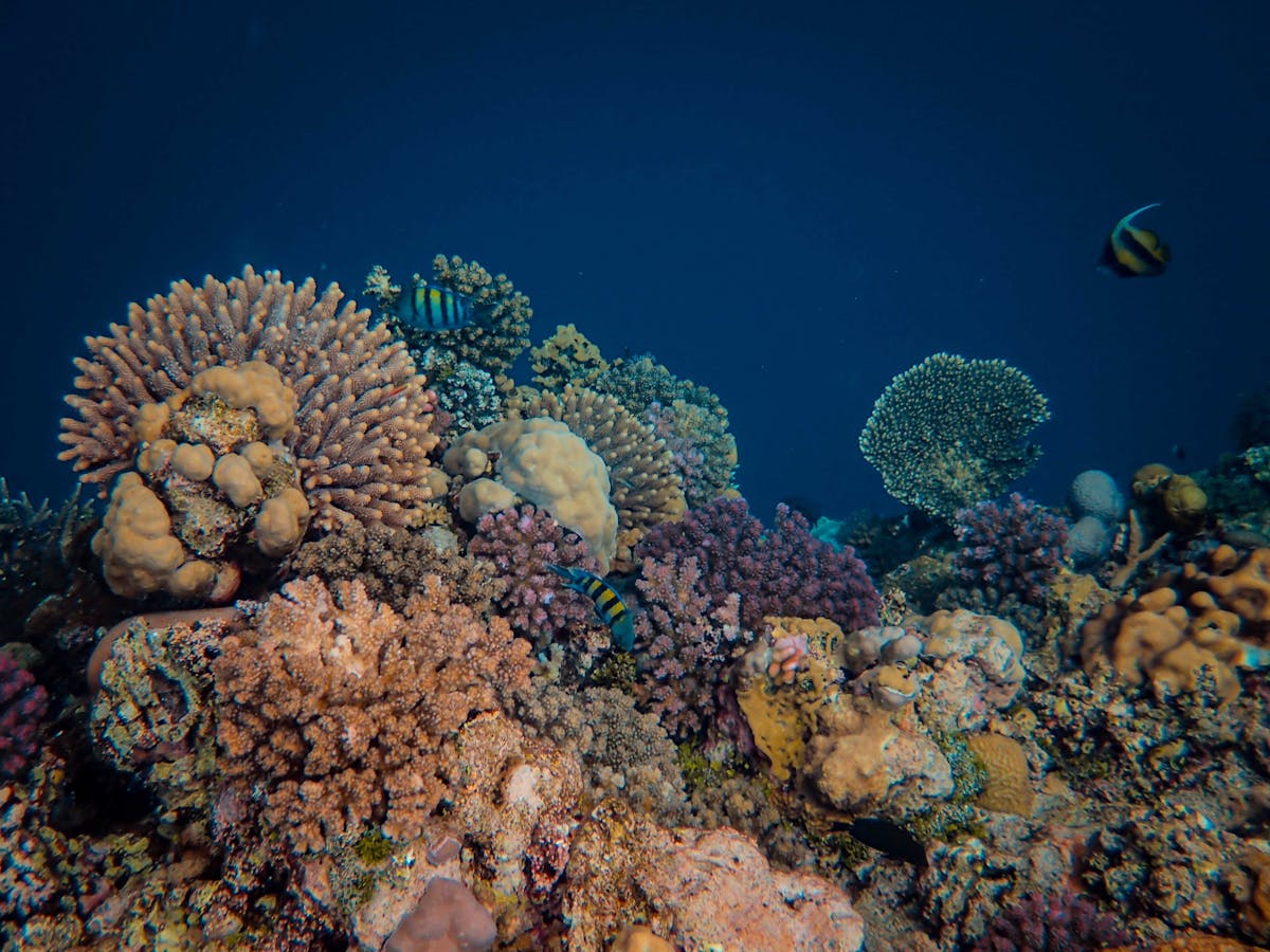 Tropisches Aquarium mit Fischen