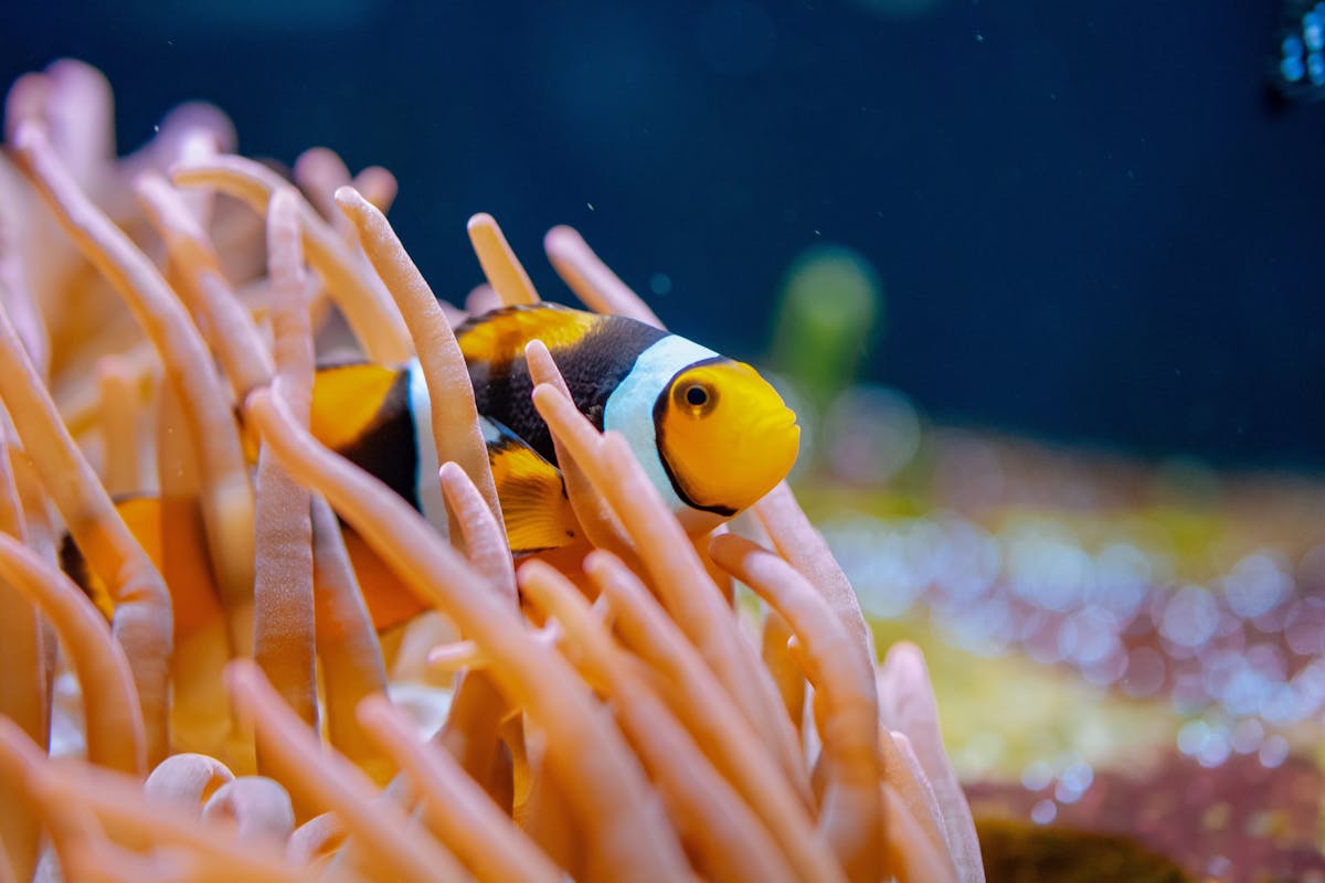 Clownfisch in Seeanemone