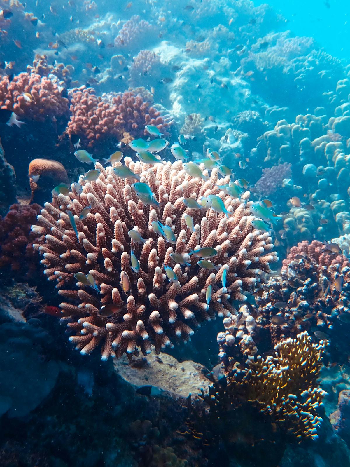 Professionelles Korallenriff-Aquarium