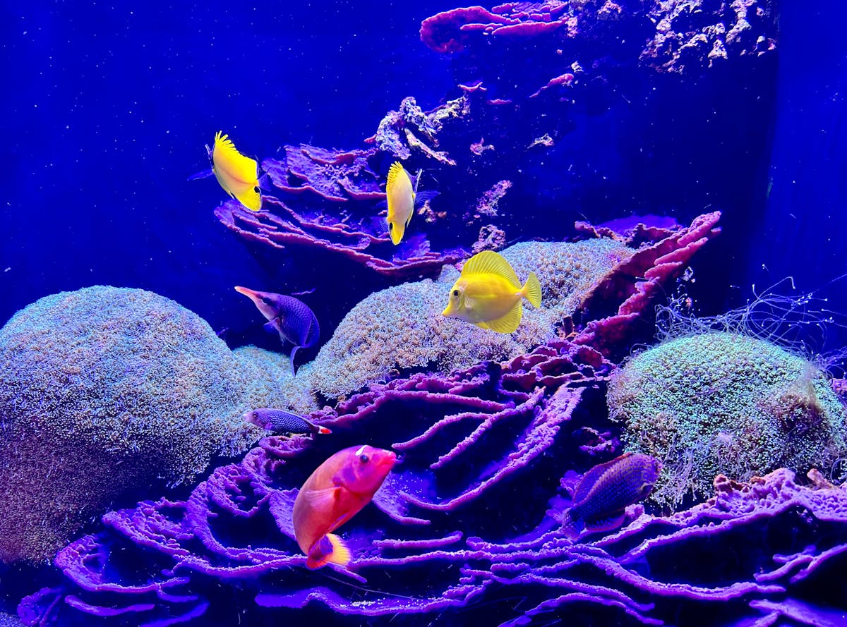Tropische Zierfische im Aquarium