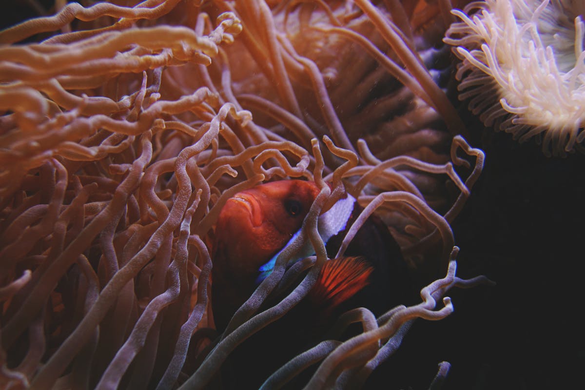 Clownfisch und Seeanemone