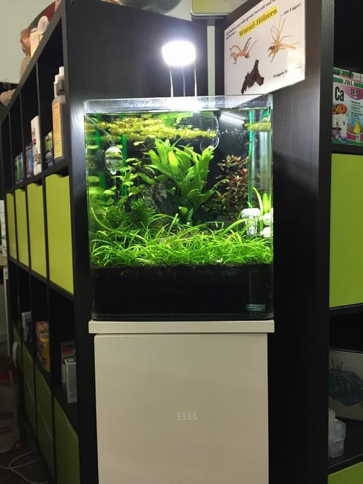 Zierfische und Aquarien im Showroom